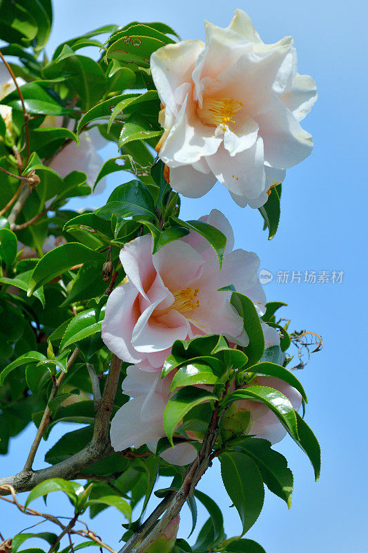 山茶花/日本山茶花花:红色，粉红色和白色